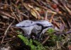lošáček černý (Houby), Phellodon niger (Fungi)